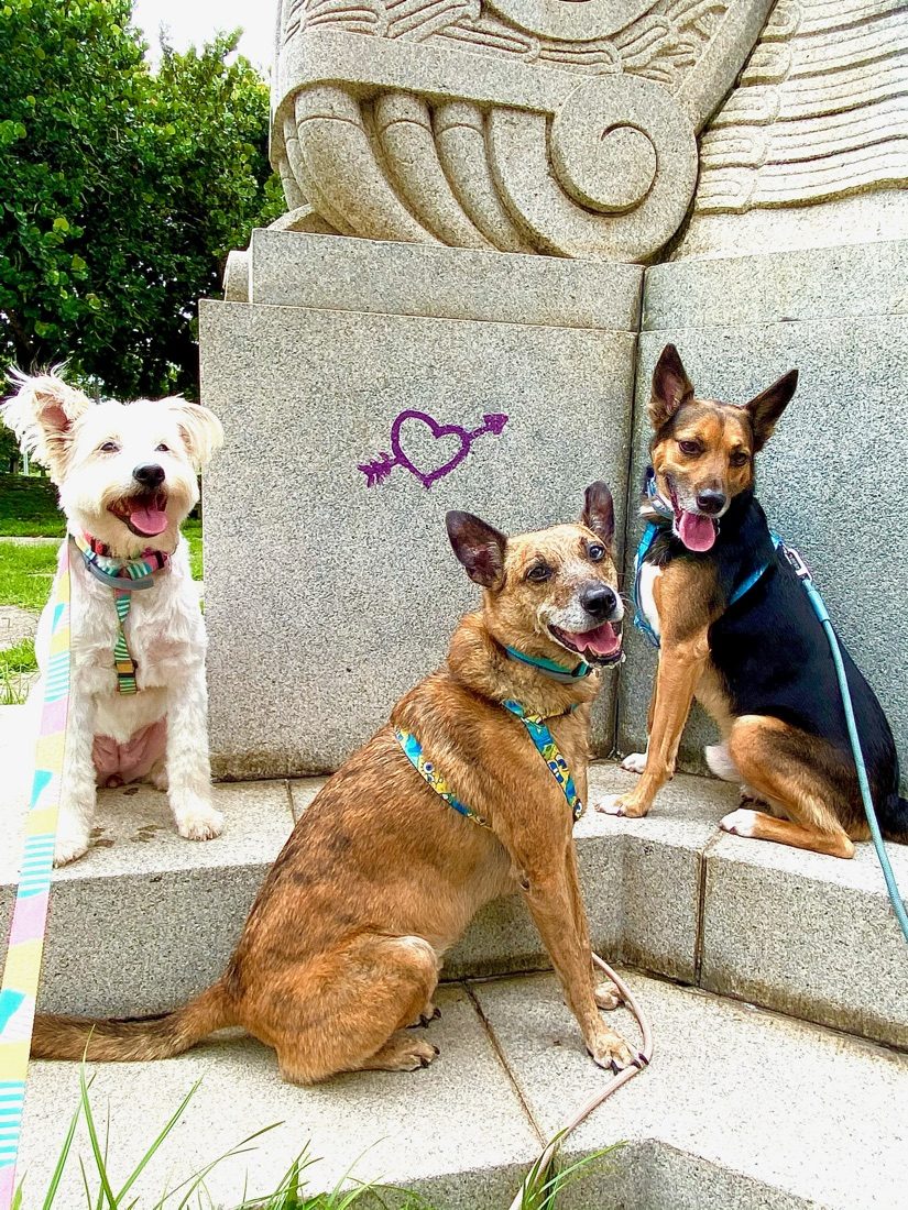 Three dogs